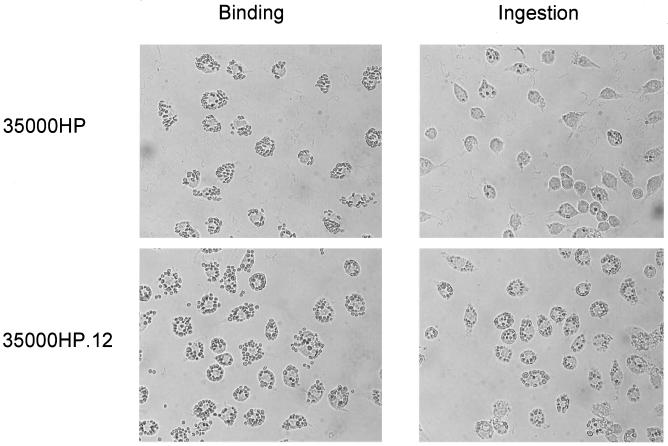 FIG. 8.