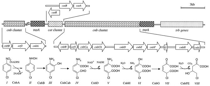 FIG. 1.