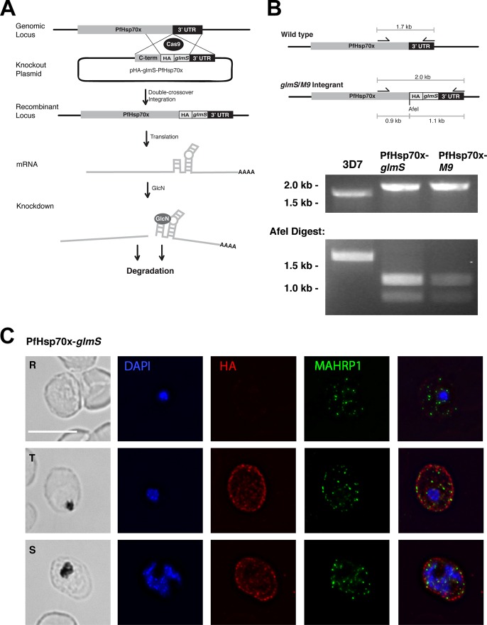 FIG 1 