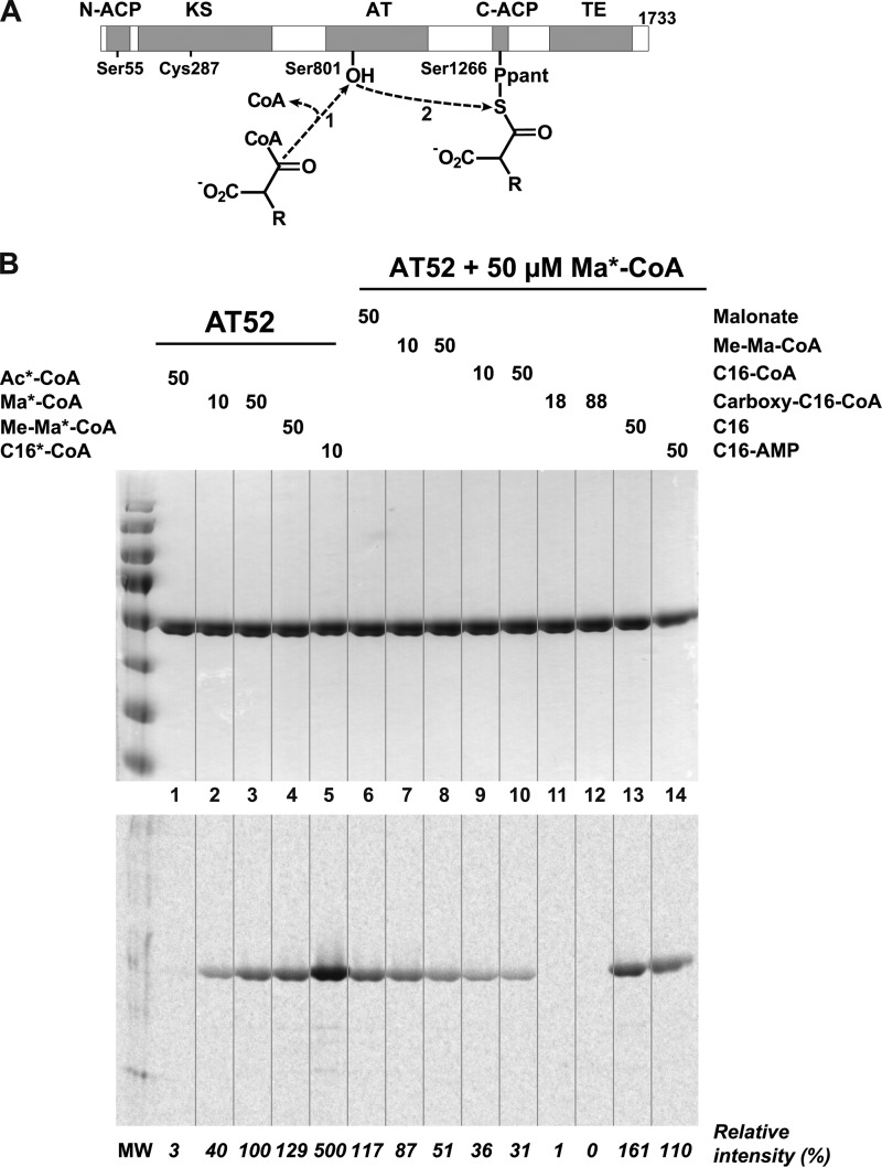 FIGURE 1.