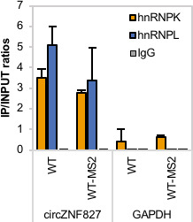 Figure 7—figure supplement 1.