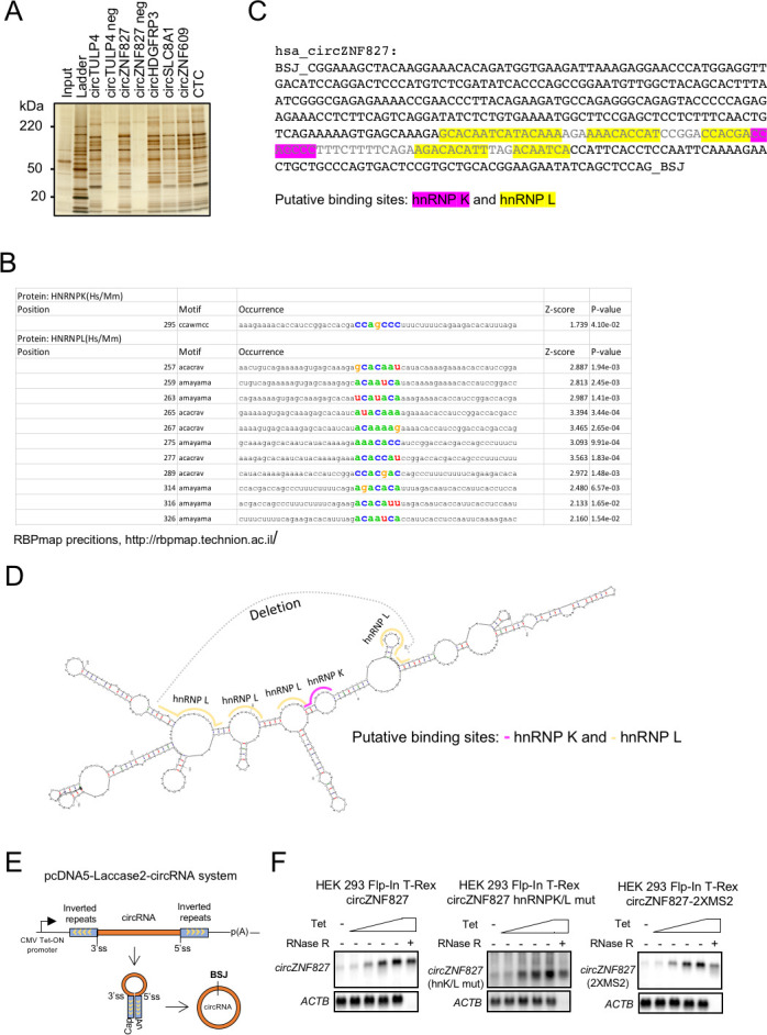 Figure 5—figure supplement 1.