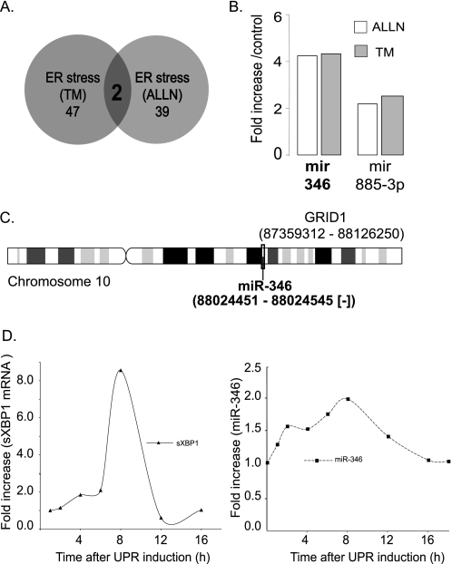 The Unfolded Protein Response (UPR)-activated Transcription Factor X ...