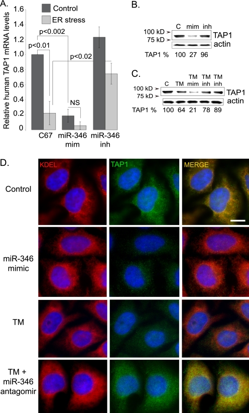 The Unfolded Protein Response (UPR)-activated Transcription Factor X ...