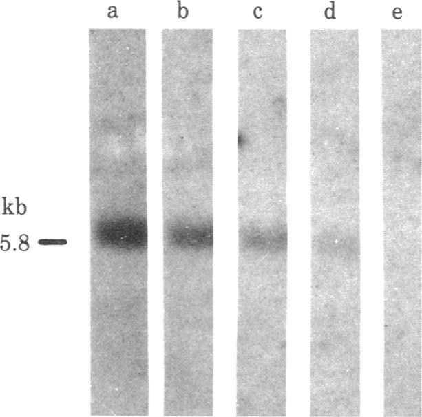 graphic file with name pnas00447-0072-a.jpg