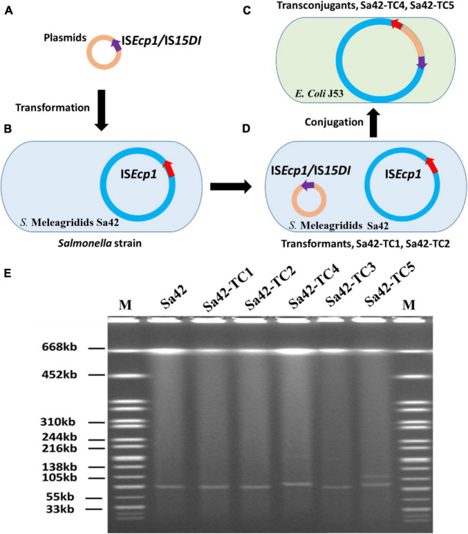 FIGURE 1