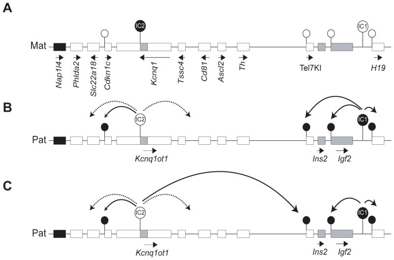 Fig. 7