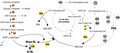 graphic file with name MBT2-14-136-g004.jpg