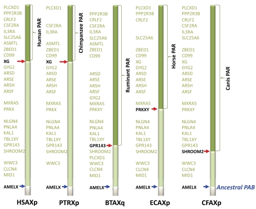 Fig. (2). Comparative gene map of pseudoautosomal boundaries among selected mammals.