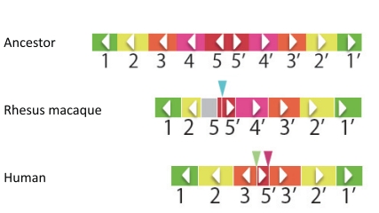 Fig. (5). Duplicated units and specific deletions in humans,
macaques, and an inferred common ancestor.