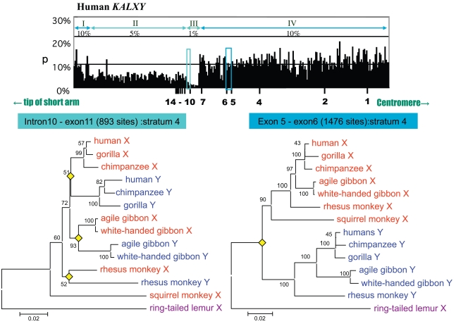 Fig. (4). Nucleotide differences in the human KAL gene region and corresponding regions in primates.