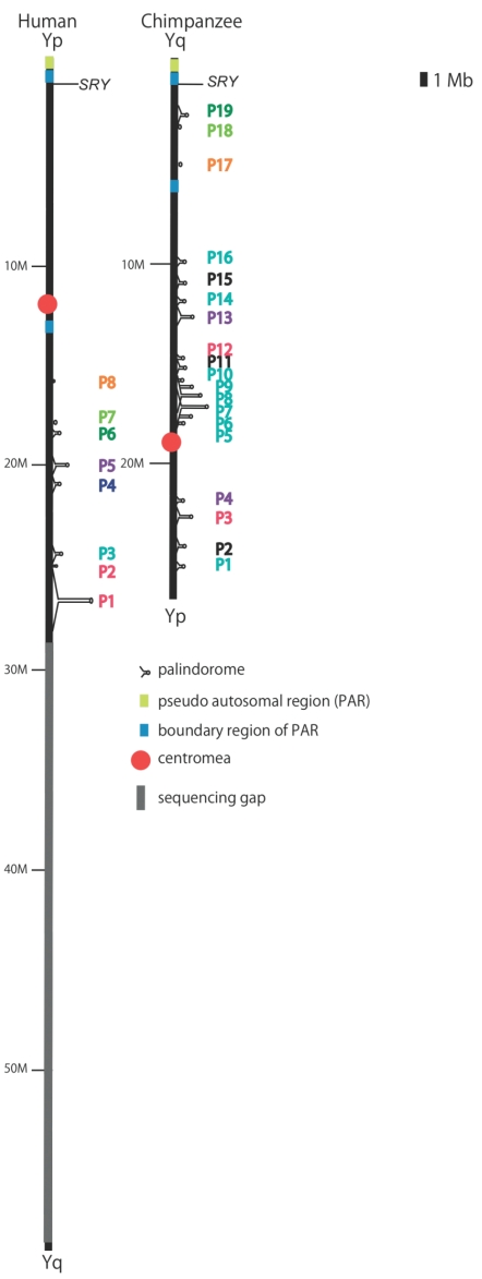 Fig. (6). Palindromes on the human and chimpanzee Y chromosomes.