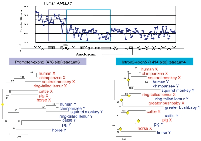 Fig. (1). Nucleotide differences between mammalian AMEL gene regions.