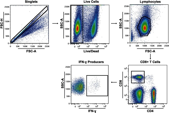 Figure 4—figure supplement 1.