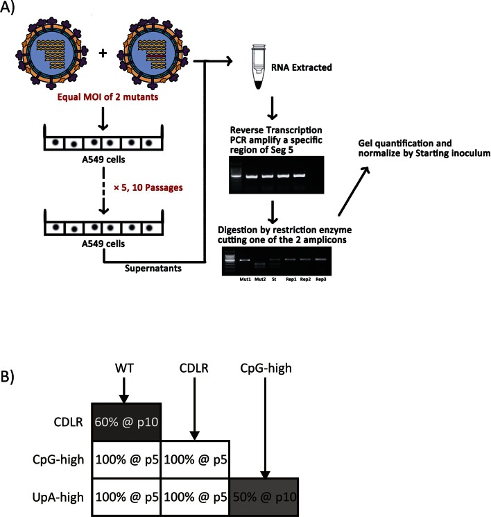 Figure 1—figure supplement 6.