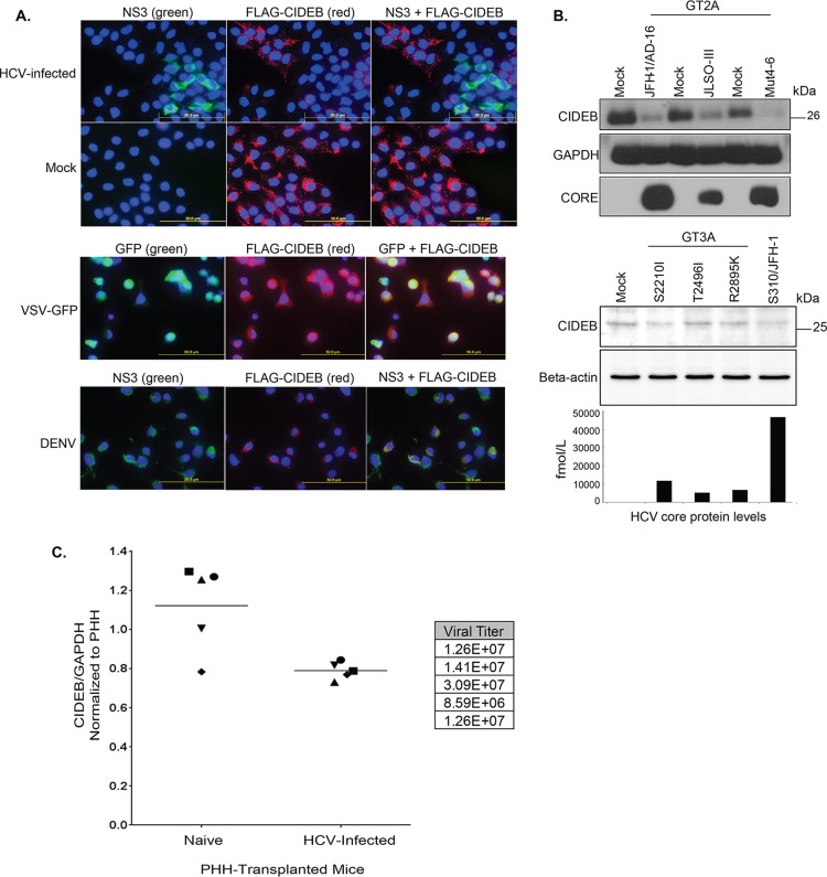 FIG 1