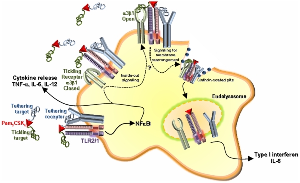 Figure 12