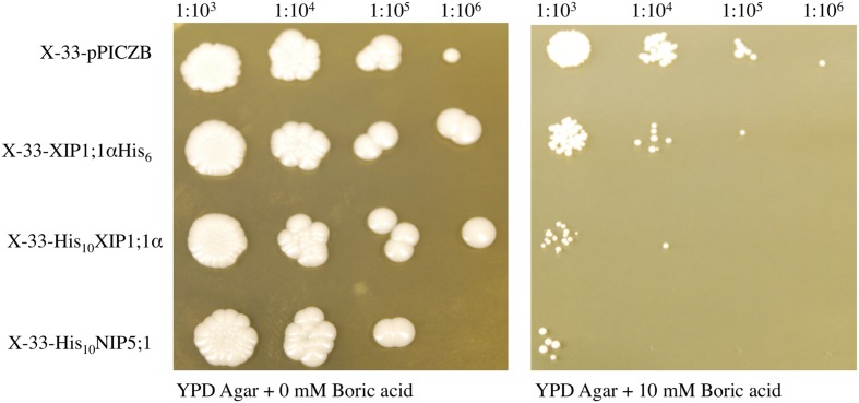 FIGURE 4