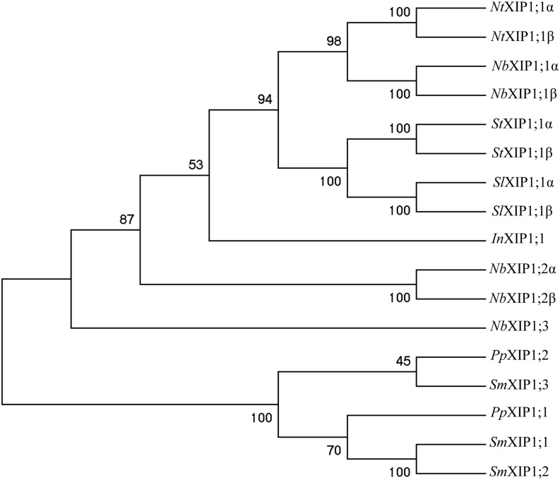 FIGURE 1