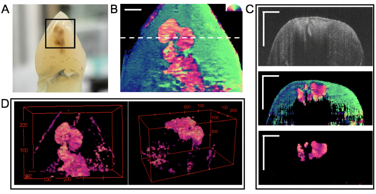 Fig. 6.