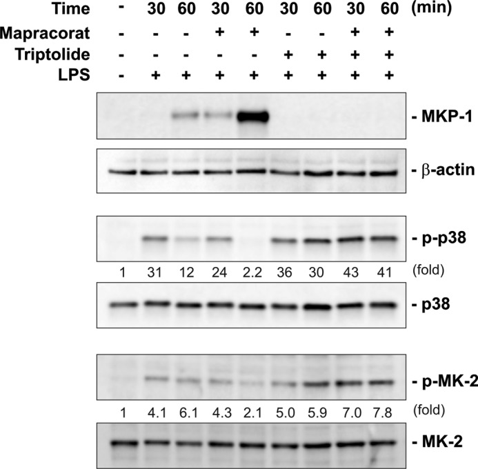 FIGURE 4.