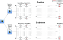 Figure 1 is a set of two Mutation-Accumulation (MA) Experiments for control conditions and cadmium exposure. In both the experiments, a single Daphnia Pulex genotype was the progenitor of the sublines followed by the circles containing a vertical line represent the germline genome. The Horizontal dashes in the germline genome represent mutations. This leads to whole-genome sequencing with Illumina was undertaken at Generation begin subscript lowercase x end subscript for all sublines.
