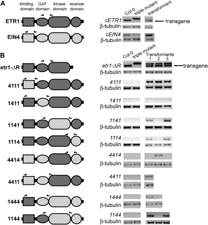 Figure 7.