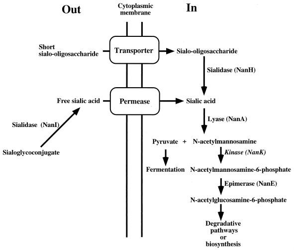 FIG. 1