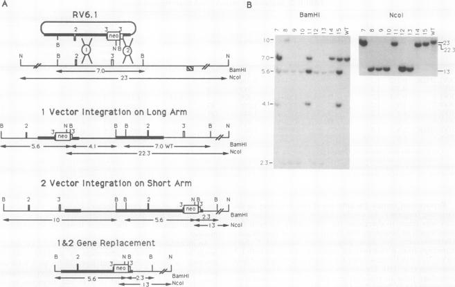 graphic file with name molcellb00035-0214-a.jpg