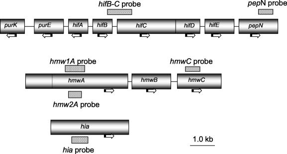 FIG. 1.