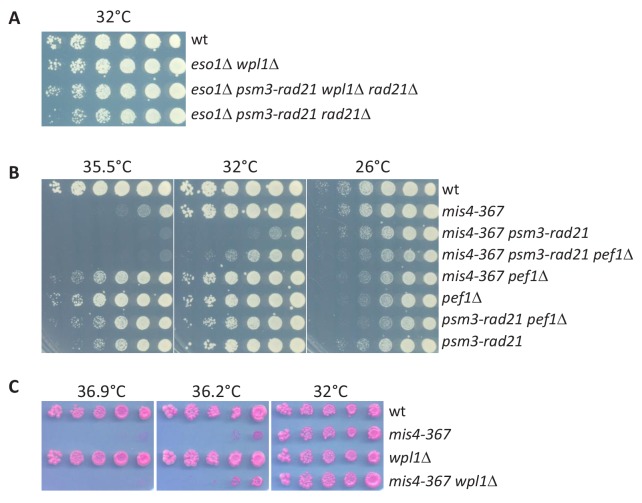 Figure 3—figure supplement 1.