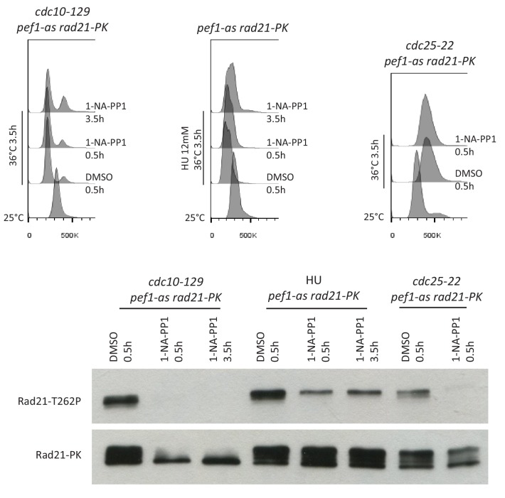 Figure 5—figure supplement 2.