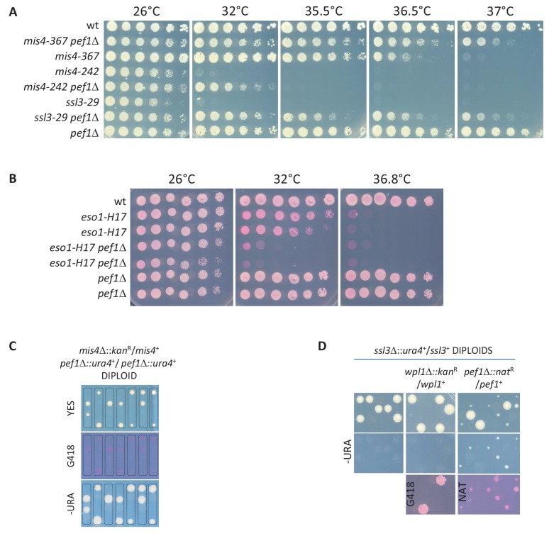 Figure 1—figure supplement 1.