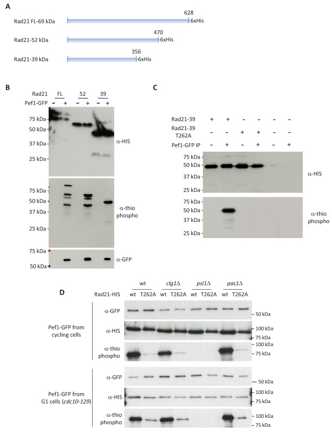 Figure 5—figure supplement 1.