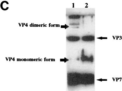 FIG. 6