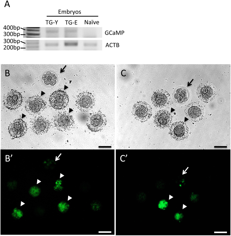 Figure 4