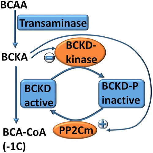 Figure 5.