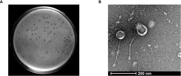 Figure 1