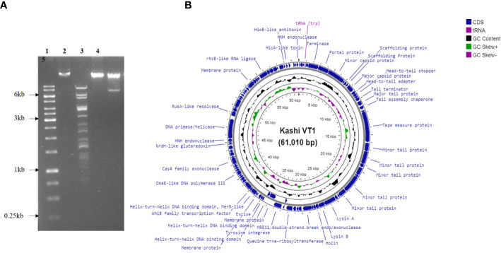 Figure 2