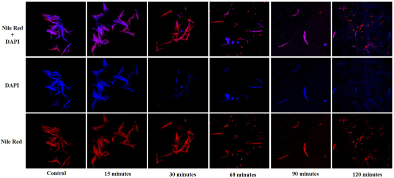 Figure 5