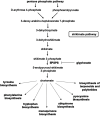 Figure 1 is a flow chart showing the seven steps of the Shikimate Pathway. The Pentose Phosphate Pathway leads to D-erythrose 4-phosphate and Phosphoenolpyruvate. Step 1: D-erythrose 4-phosphate and Phosphoenolpyruvate lead to 3-deoxy-arabino-heptulosonate 7-phosphate. Step 2: 3-deoxy-arabino-heptulosonate 7-phosphate leads to 3-dehydroquinate. Step 3: 3-dehydroquinate leads to shikimate. Step 4: Shikimate leads to shikimate 3-phosphate. Step 5: Shikimate 3-phosphate with 5-enolpyruvylshikimate-3-phosphate synthase (which is blocked by glyphosate) leads to 5-enolpyruvoyl-shikimate 3-phosphate. Step 6: 5-enolpyruvoyl-shikimate 3-phosphate leads to chorismate. Step 7: Chorismate leads to tyrosine biosynthesis, phenylalanine biosynthesis, tryptophan biosynthesis, menaquinone biosynthesis, ubiquinone biosynthesis, pyocyanine biosynthesis, and biosynthesis of terpenoids and polyketides.