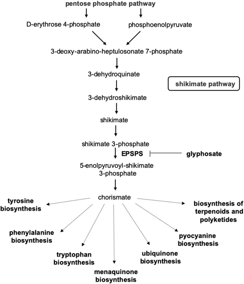 Figure 1 is a flow chart showing the seven steps of the Shikimate Pathway. The Pentose Phosphate Pathway leads to D-erythrose 4-phosphate and Phosphoenolpyruvate. Step 1: D-erythrose 4-phosphate and Phosphoenolpyruvate lead to 3-deoxy-arabino-heptulosonate 7-phosphate. Step 2: 3-deoxy-arabino-heptulosonate 7-phosphate leads to 3-dehydroquinate. Step 3: 3-dehydroquinate leads to shikimate. Step 4: Shikimate leads to shikimate 3-phosphate. Step 5: Shikimate 3-phosphate with 5-enolpyruvylshikimate-3-phosphate synthase (which is blocked by glyphosate) leads to 5-enolpyruvoyl-shikimate 3-phosphate. Step 6: 5-enolpyruvoyl-shikimate 3-phosphate leads to chorismate. Step 7: Chorismate leads to tyrosine biosynthesis, phenylalanine biosynthesis, tryptophan biosynthesis, menaquinone biosynthesis, ubiquinone biosynthesis, pyocyanine biosynthesis, and biosynthesis of terpenoids and polyketides.