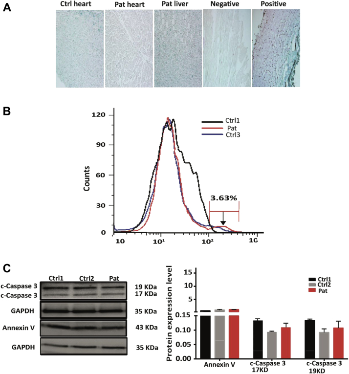 Figure 5