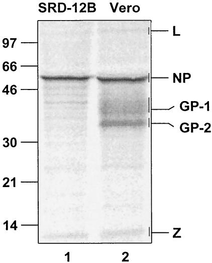 FIG. 1.