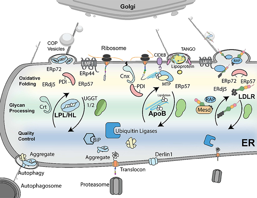 Figure 5: