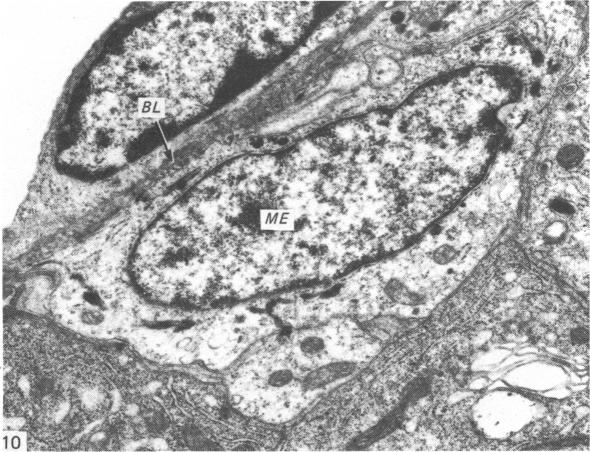 Fig. 10