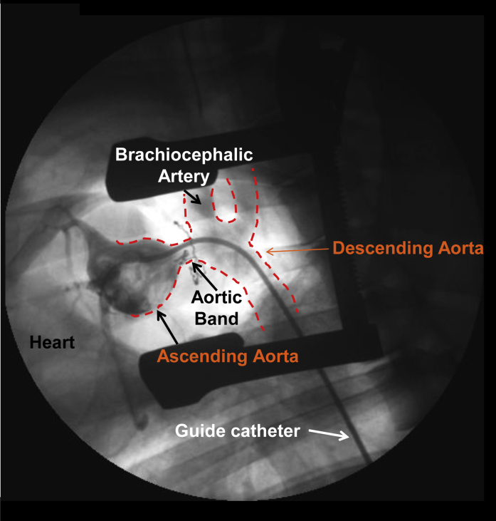 Figure 1