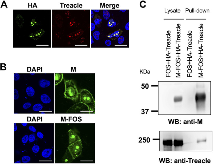 FIG 6