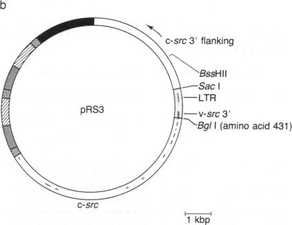 graphic file with name pnas00623-0171-a.jpg