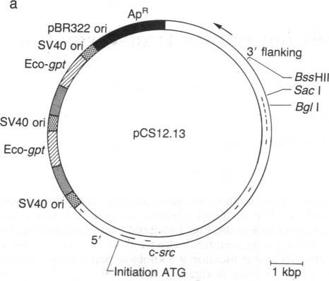 graphic file with name pnas00623-0171-b.jpg